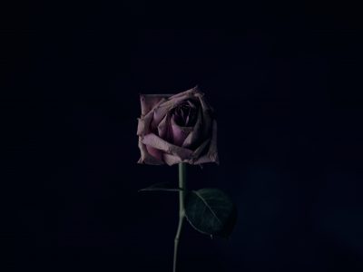 Death Cafe image of a rose, God Grief